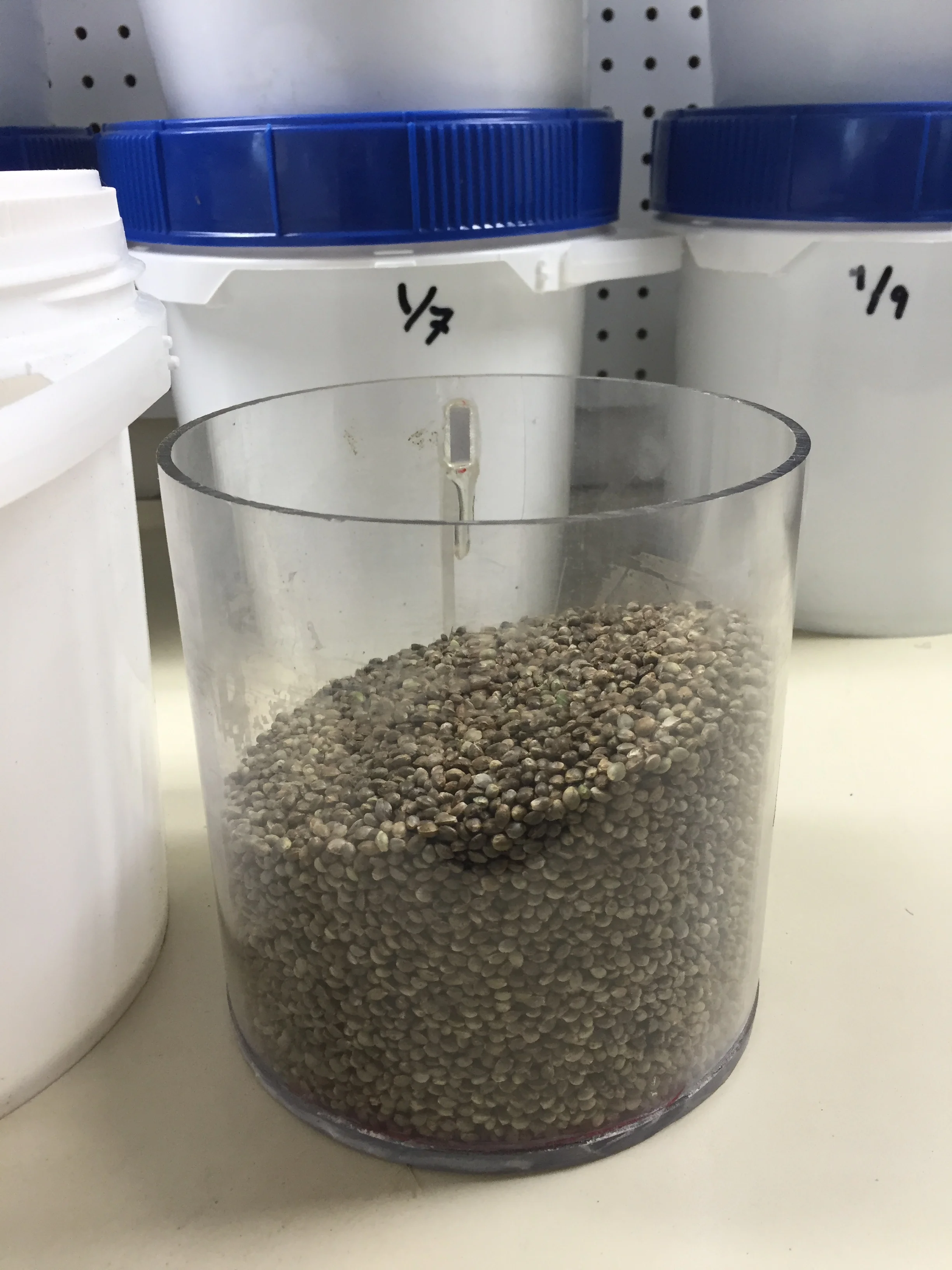 Clean seed, ready for packaging!
