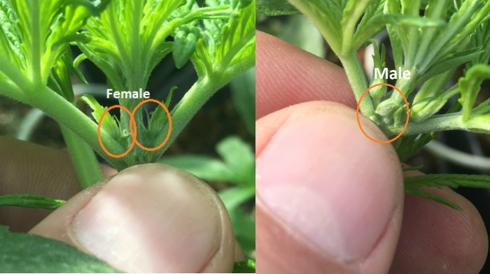 The female flowers each have two pistils (white hairs) that receive the pollen, while the male flower, when it develops, will open up like an umbrella and shed pollen into the air, to be carried by the wind to the female. 