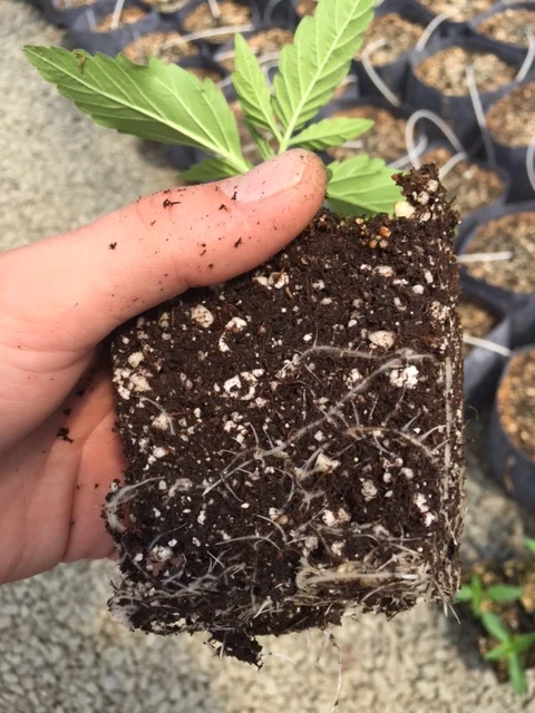 14 days post emergence.JPG