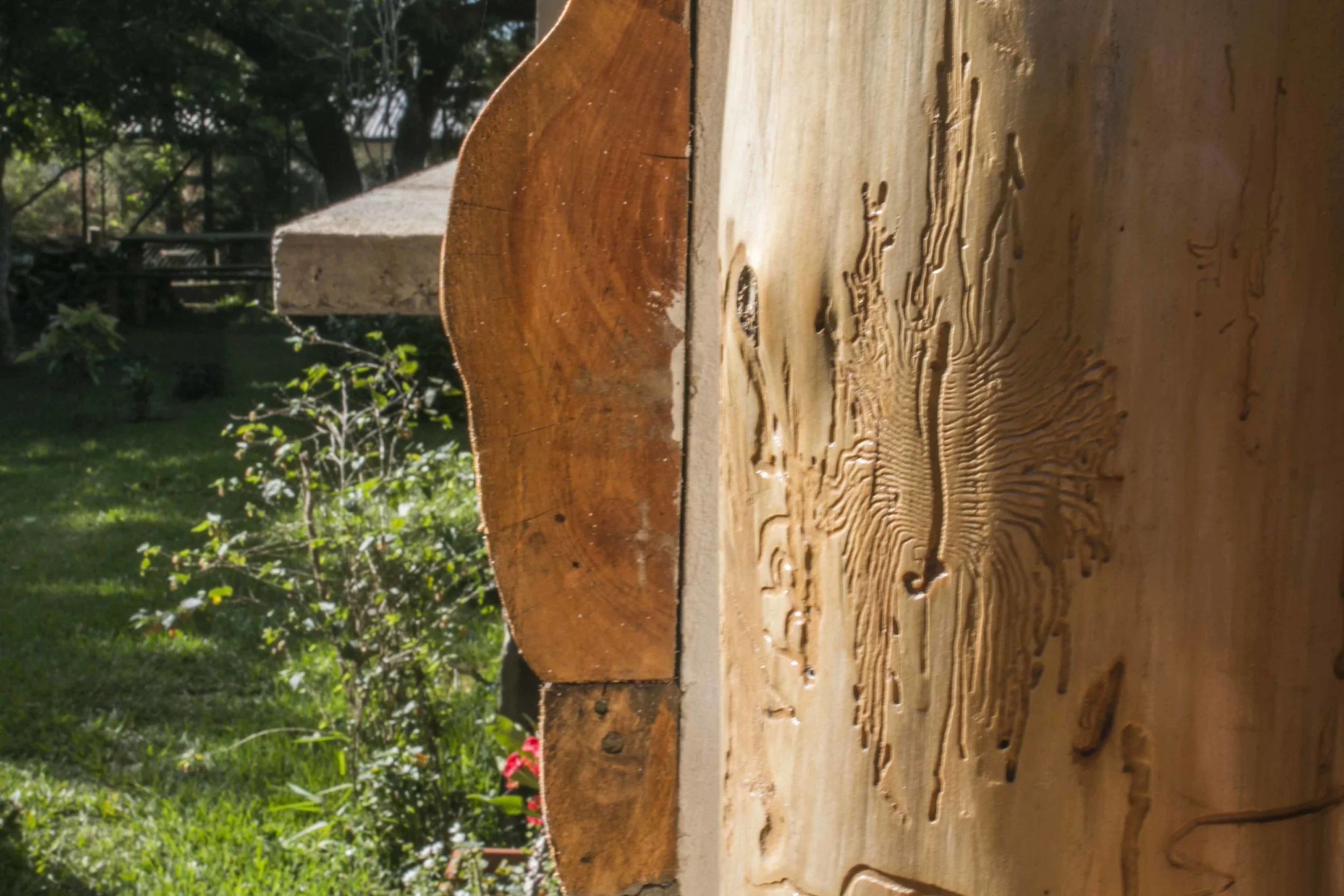 TEXTURA NATURAL DE COLUMNA DE CIPRES