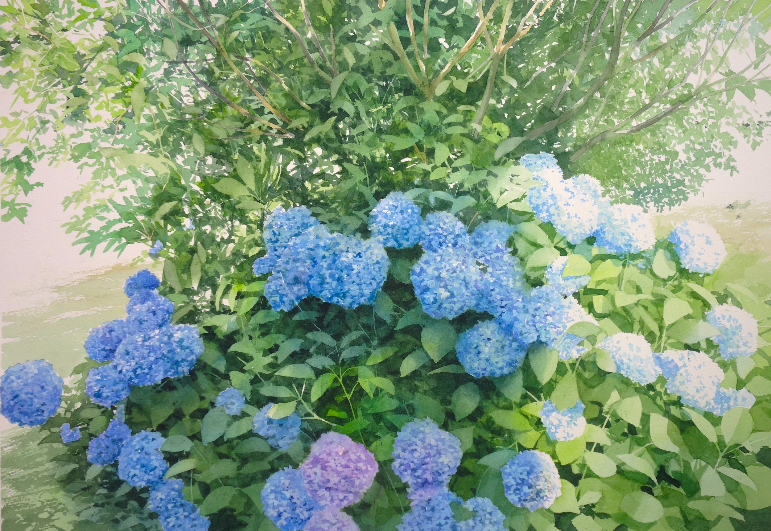 5 紫陽花と光 35x50cm.JPG