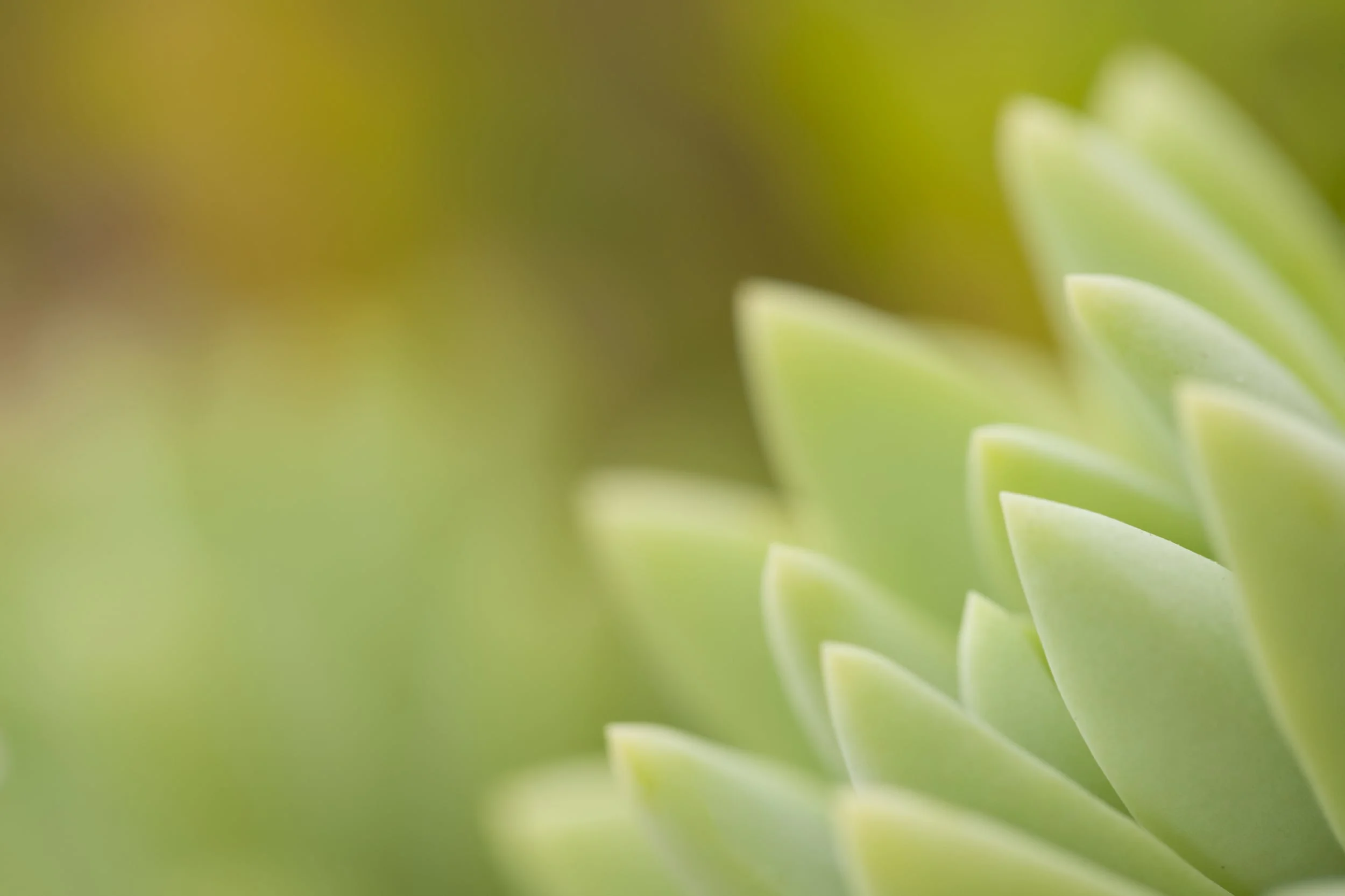 iStock_000020893274_Large.jpg