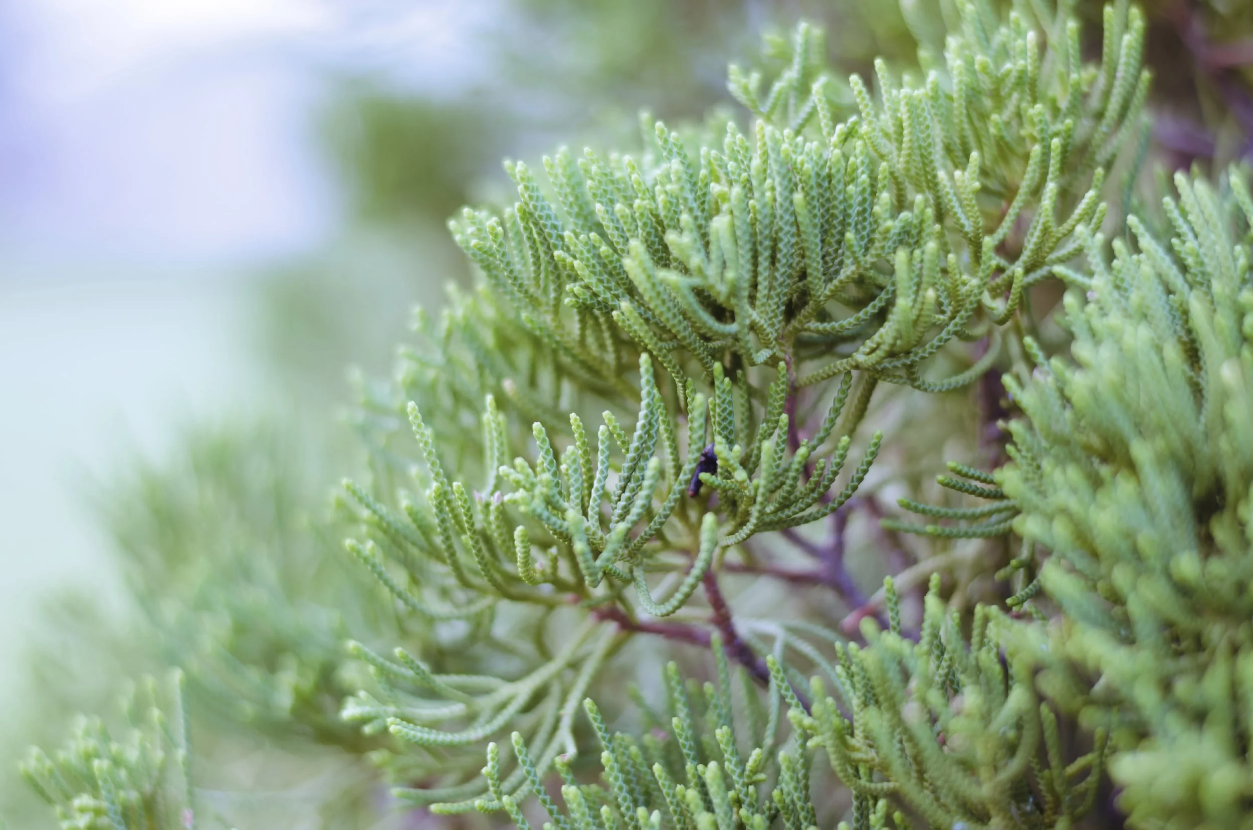 iStock_000082140861_Large.jpg