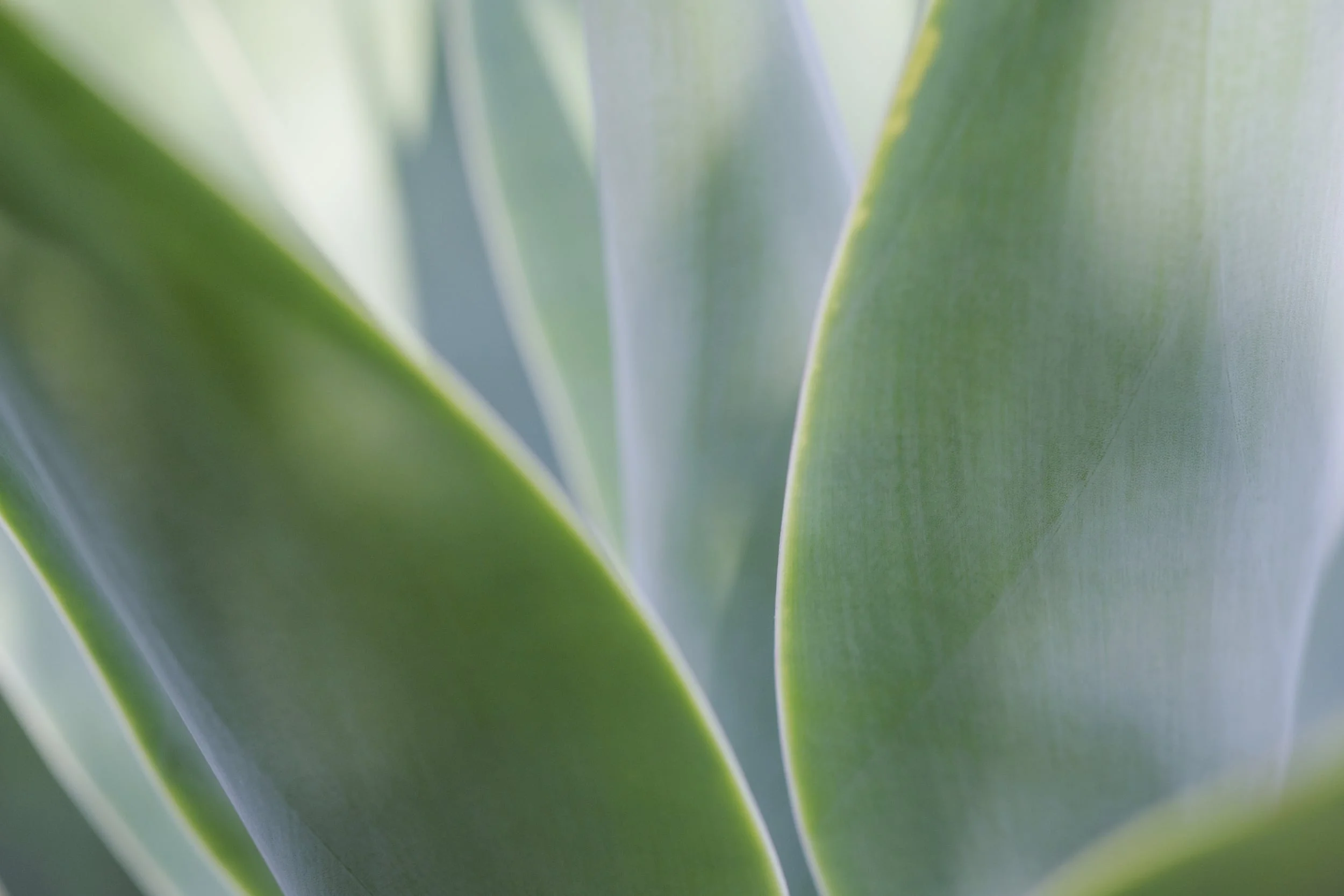 iStock_000077466291_Large.jpg