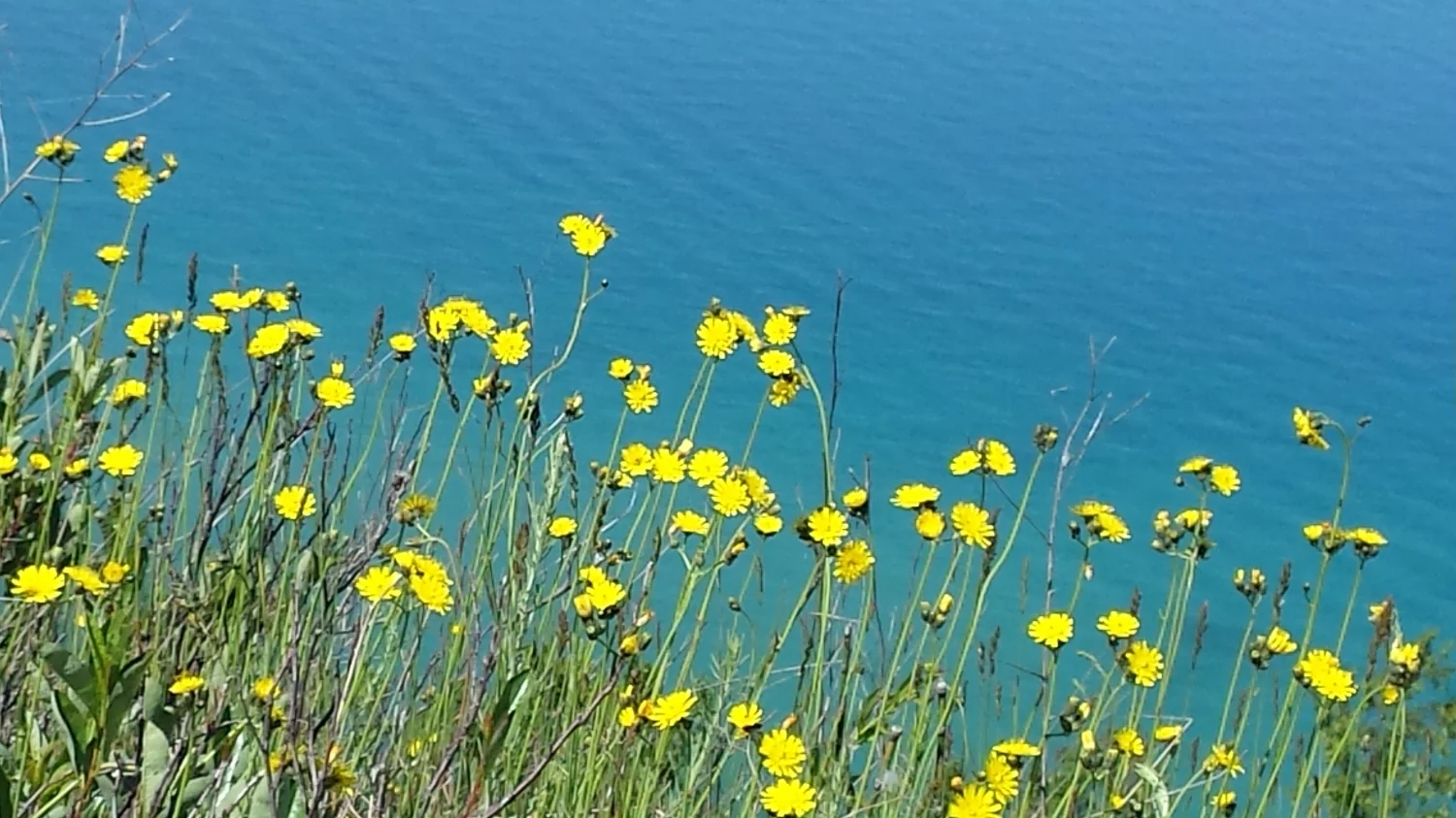 Lake Michigan, flowers