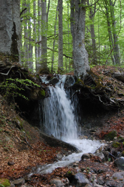 The mountain air is fresh, birds sing, water tumbles and rushes over rocks--the woods feel very peaceful today.&nbsp; This is indeed a place to pray and to be close to God
