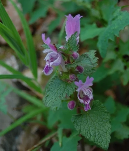 This wild orchid grows near the spring.