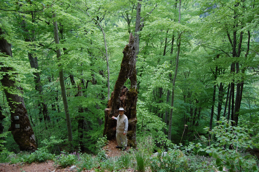 Del stands in front of a large trunk.