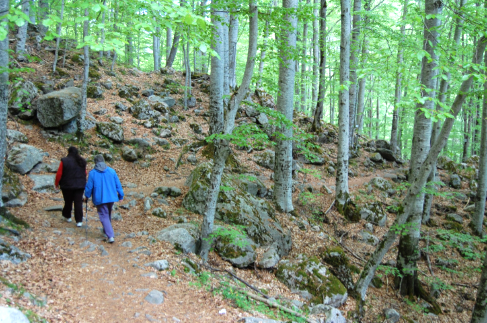 The woods seem to be mainly smooth barked beech trees. &nbsp;This is in May and the leaves are new and delicate.