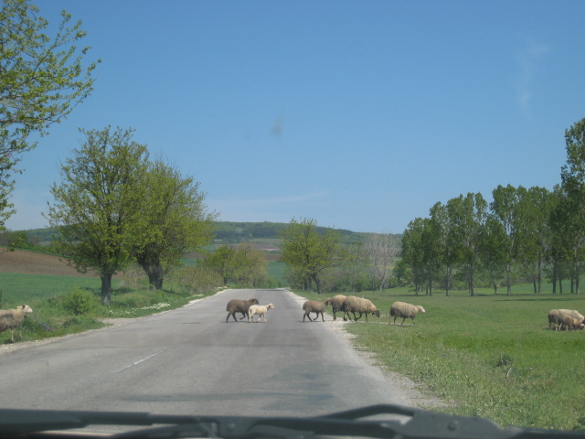 Sheep crossing
