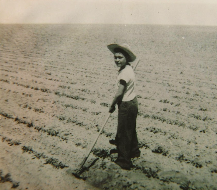 Chuck Selano working the beet field in Fort Collins