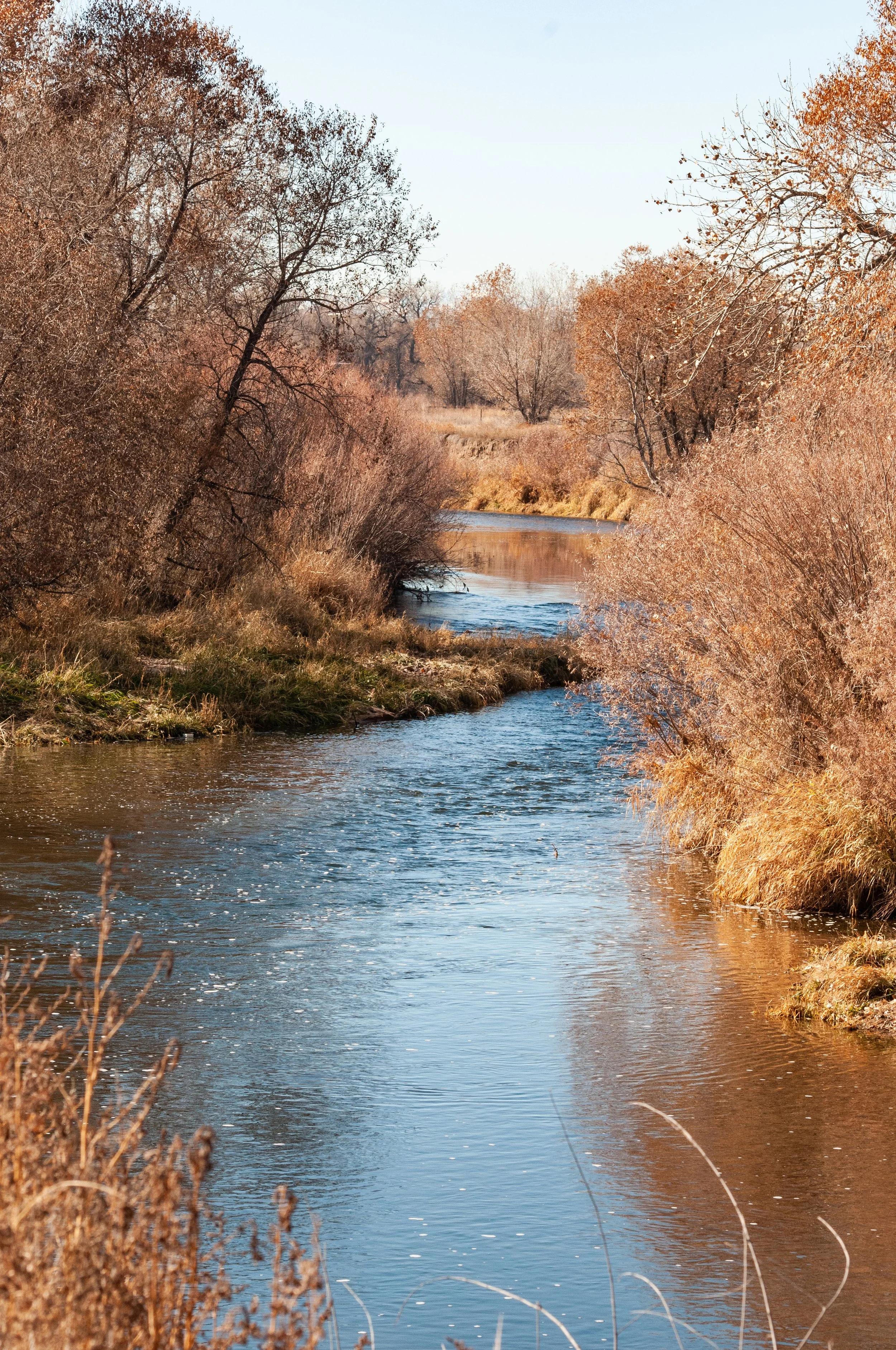 Poudre river with fall foliage