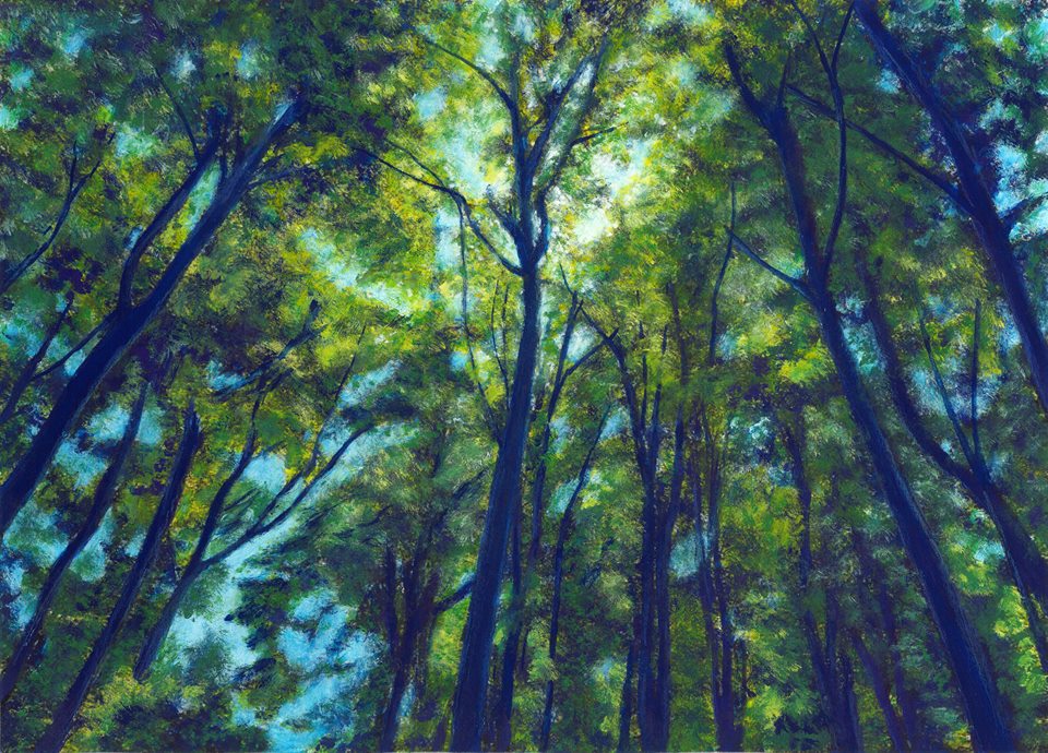 Trees in Sun, New Forest.jpg