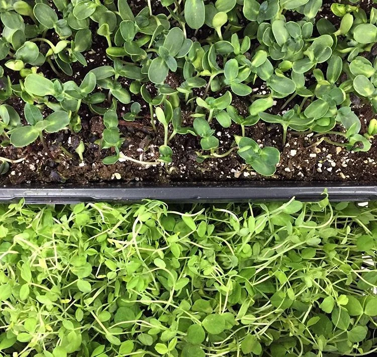 Micro Greens