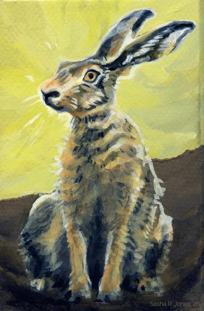 Hare-Study-6.jpg