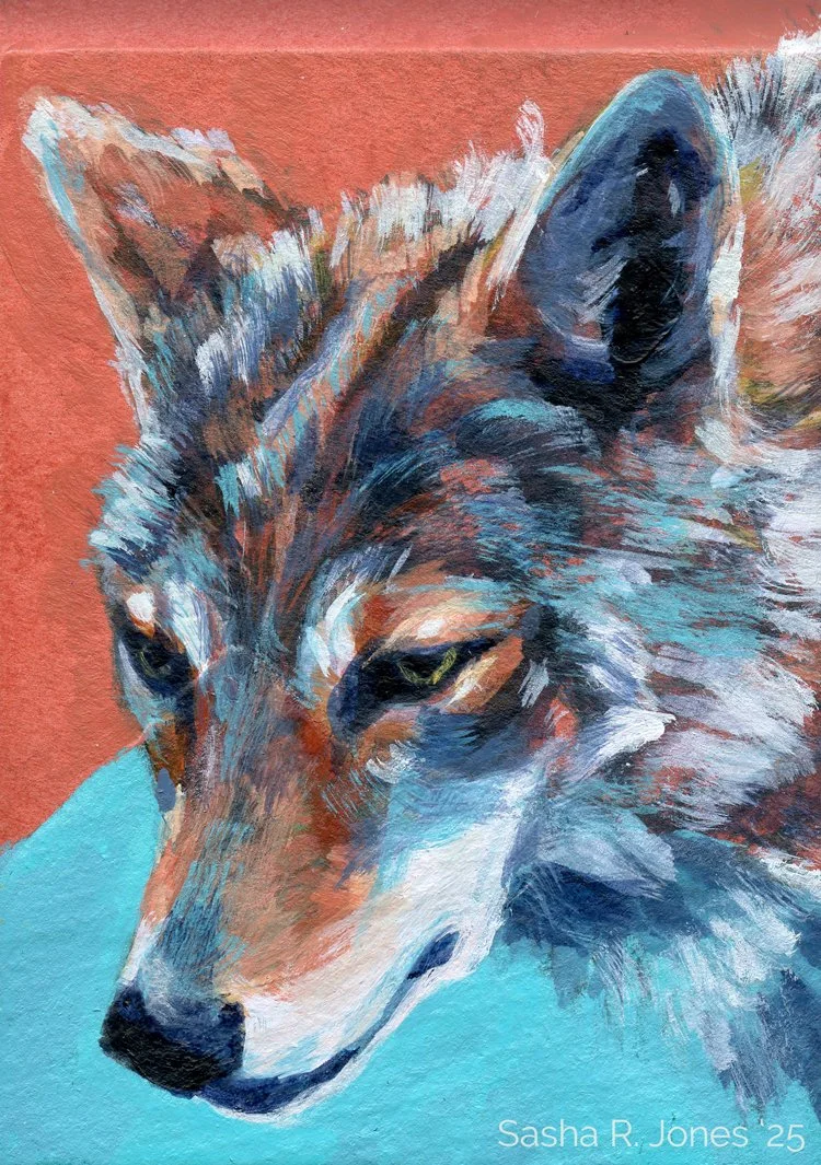 Feb-Coyote-Study-14.jpg