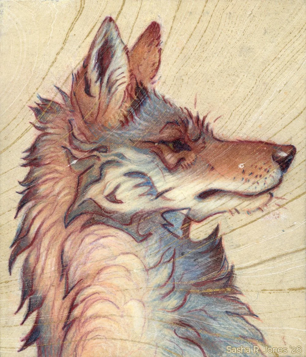 Attentive-Coyote.jpg