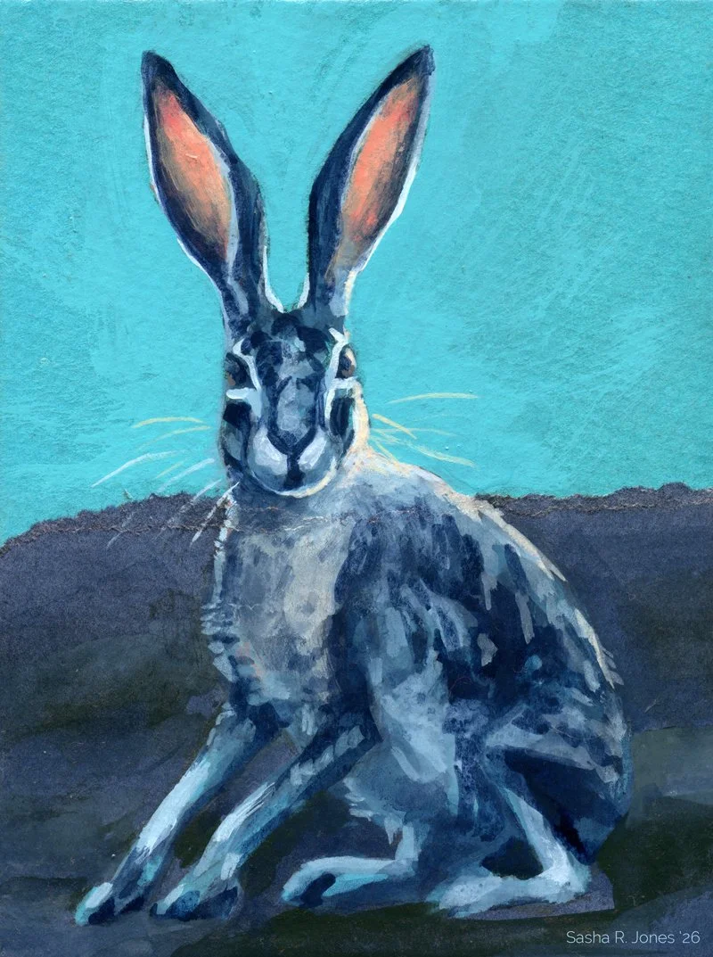 Hare-Study-2.jpg