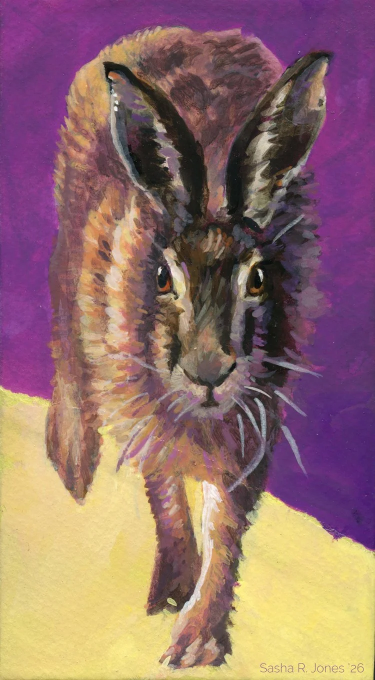 Hare-Study-7.jpg
