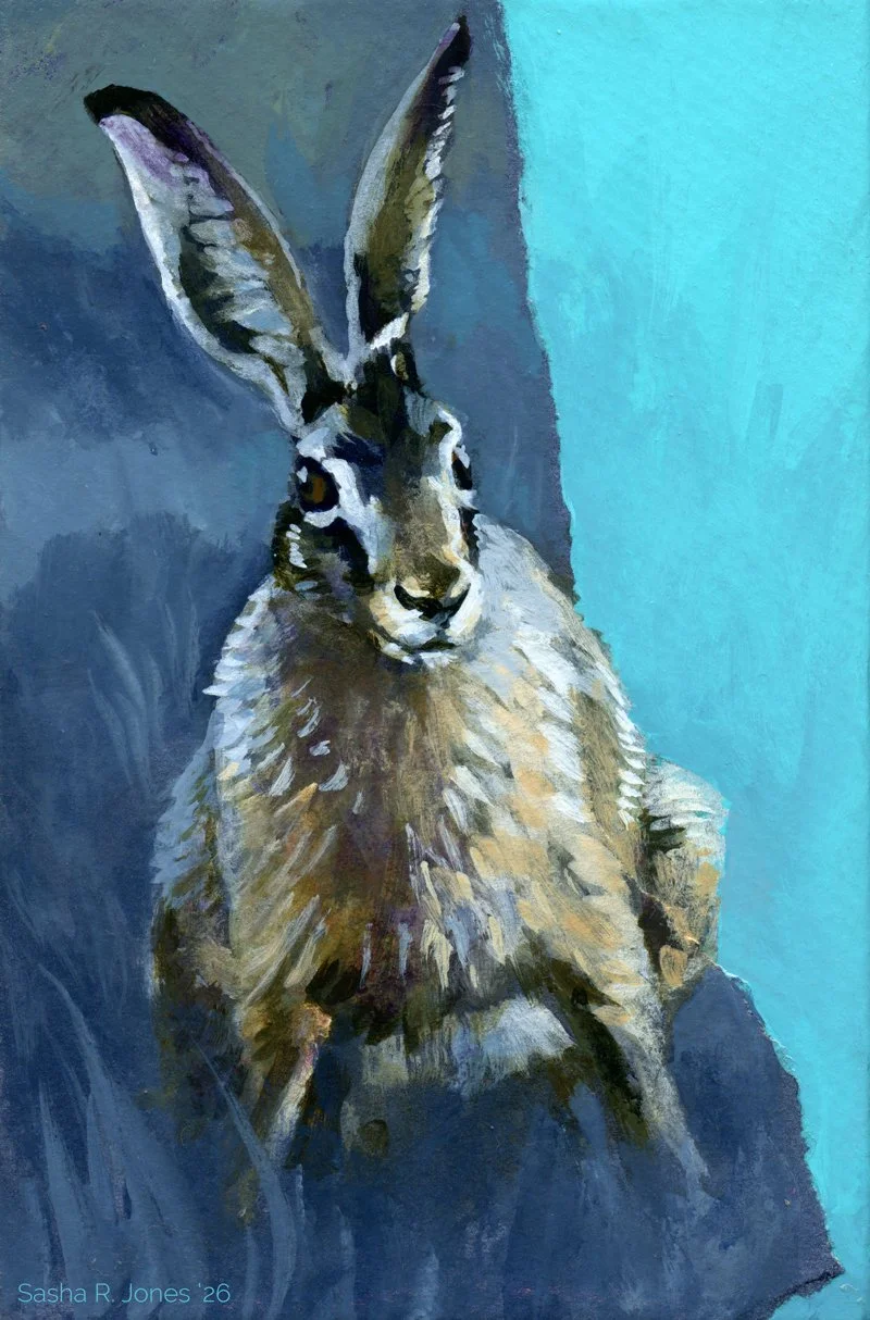 Hare-Study-10.jpg
