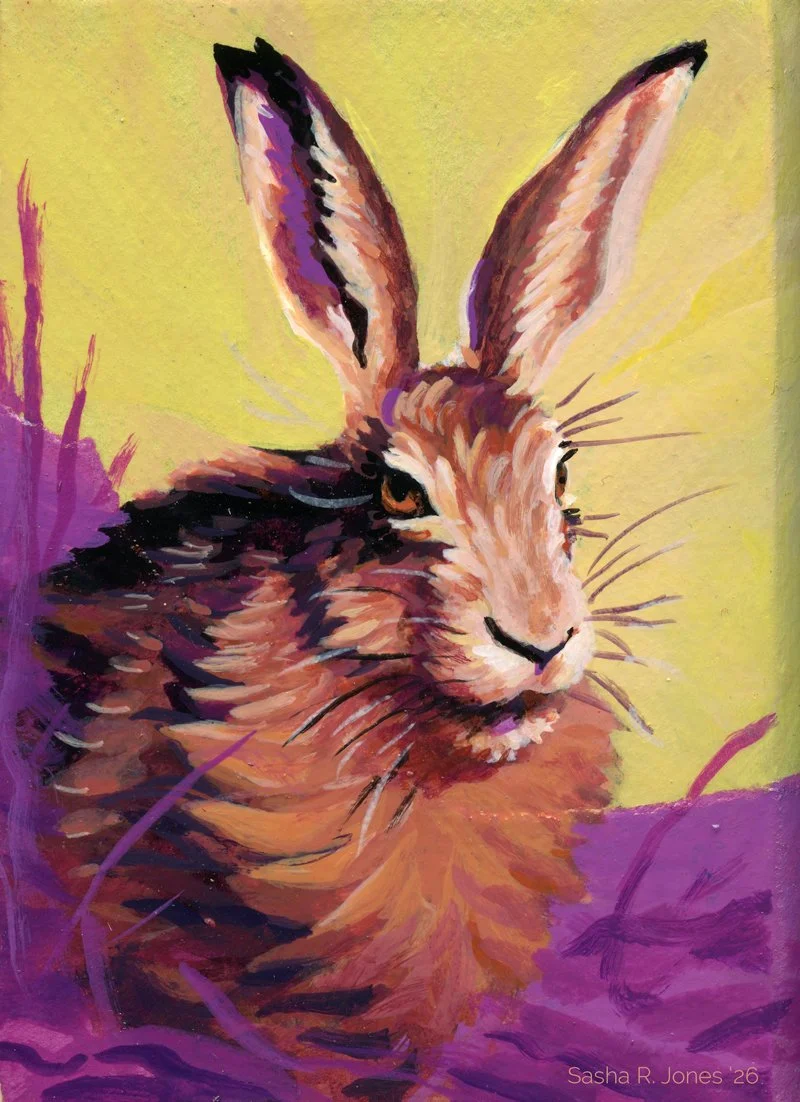 Hare-Study-8.jpg