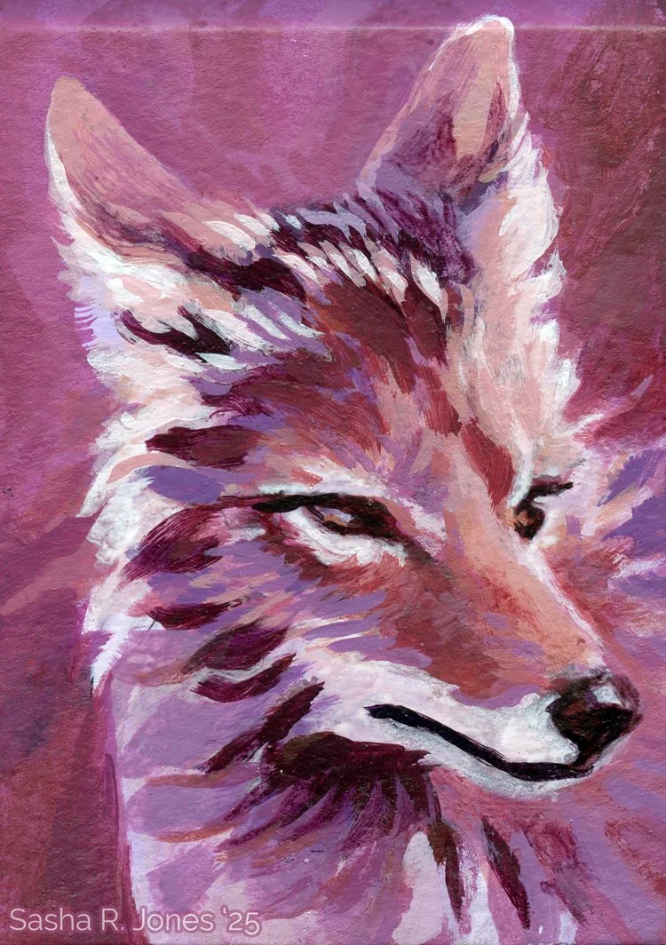 Feb-Coyote-Study-8.jpg