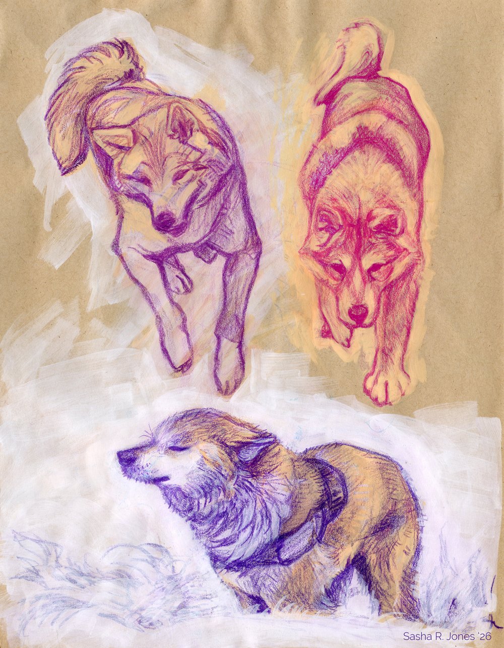 Akita-Studies-6.jpg