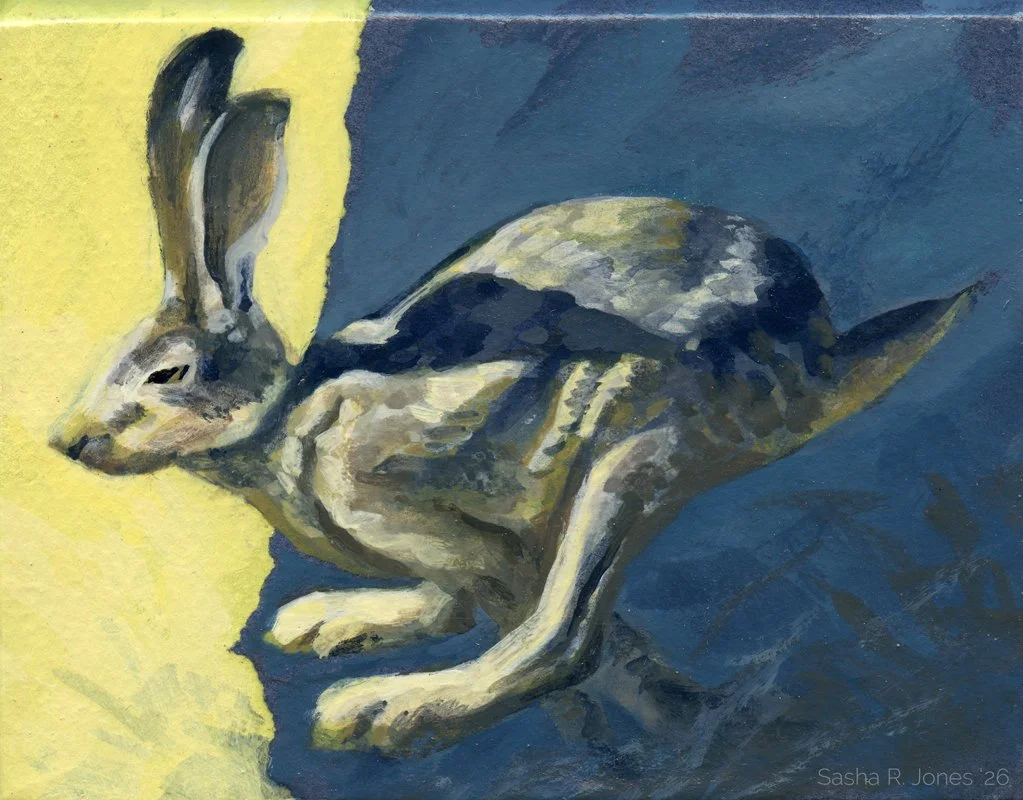 Hare-Study-3.jpg