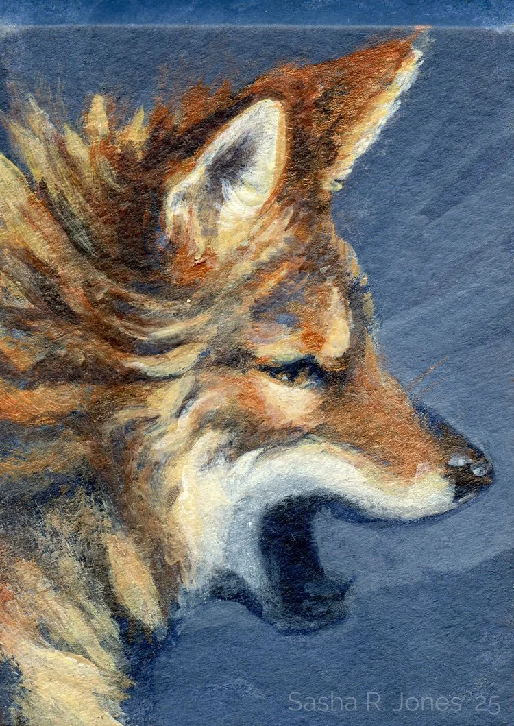 Feb-Coyote-Study-2.jpg