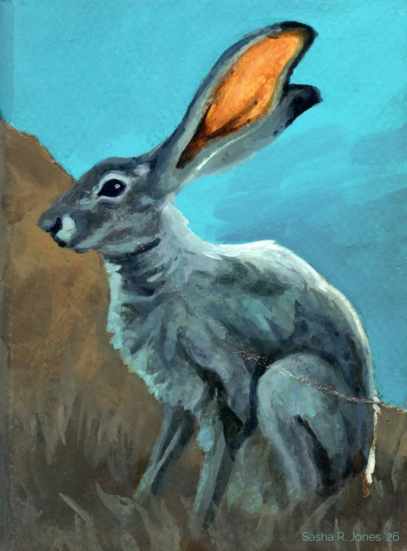 Hare-Study-11.jpg