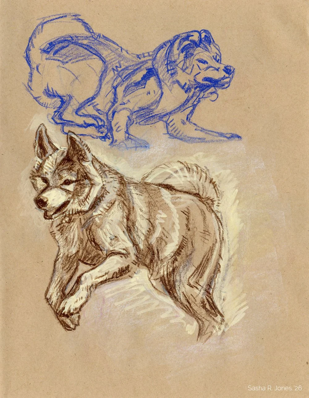 Akita-Studies-3.jpg