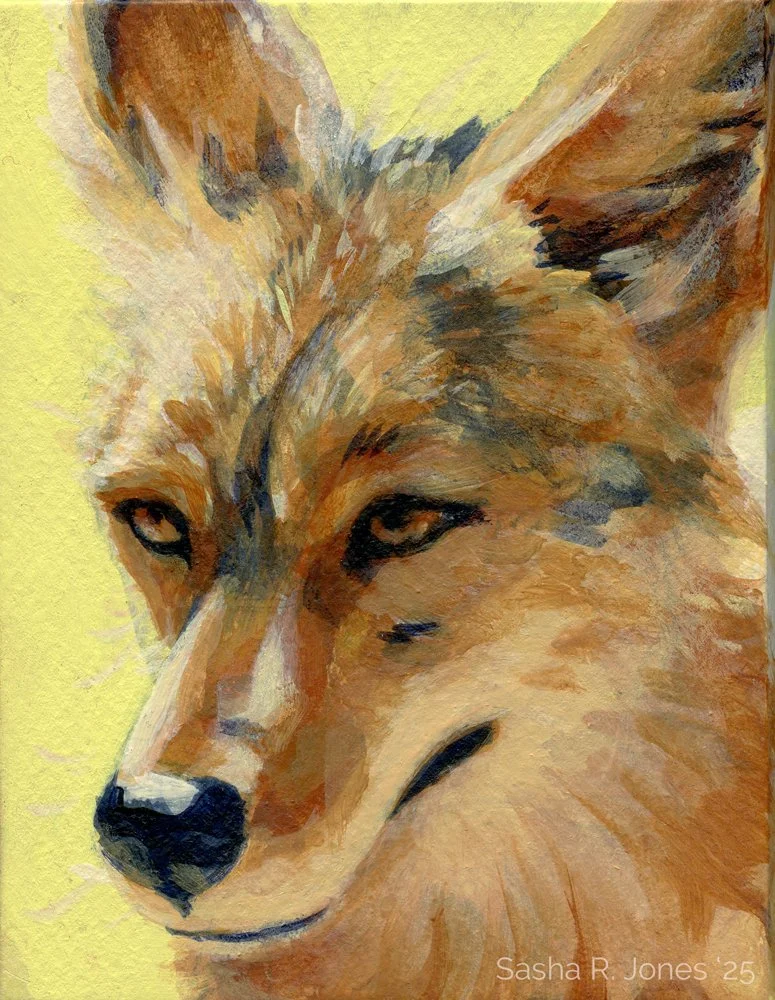 Feb-Coyote-Study-12.jpg