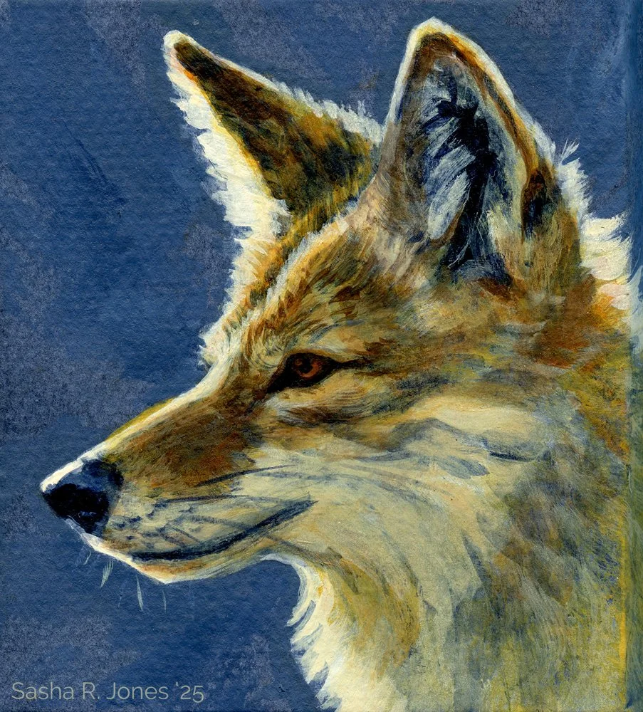Feb-Coyote-Study-17.jpg