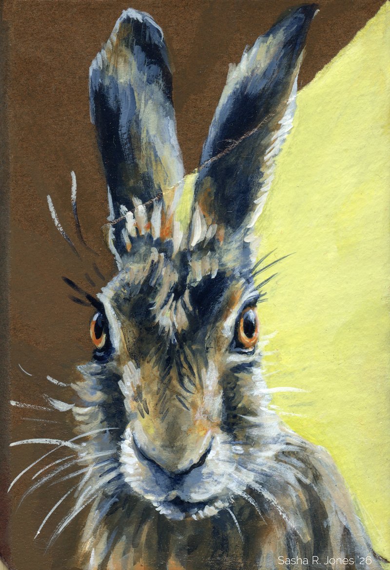 Hare-Study-5.jpg