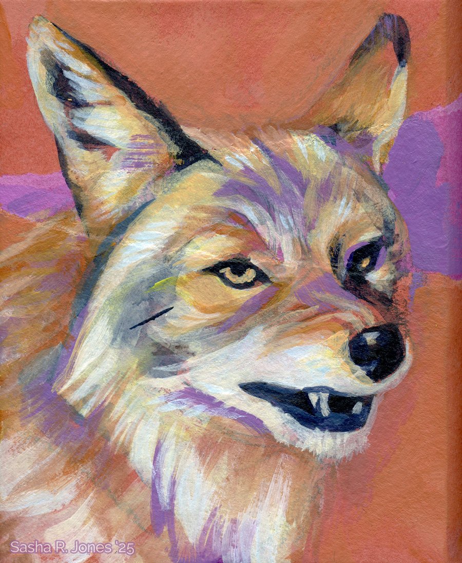Feb-Coyote-Study-13.jpg