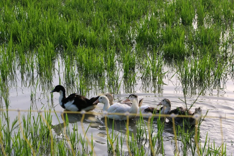 From Japan to Camargue: A Duck Revolution