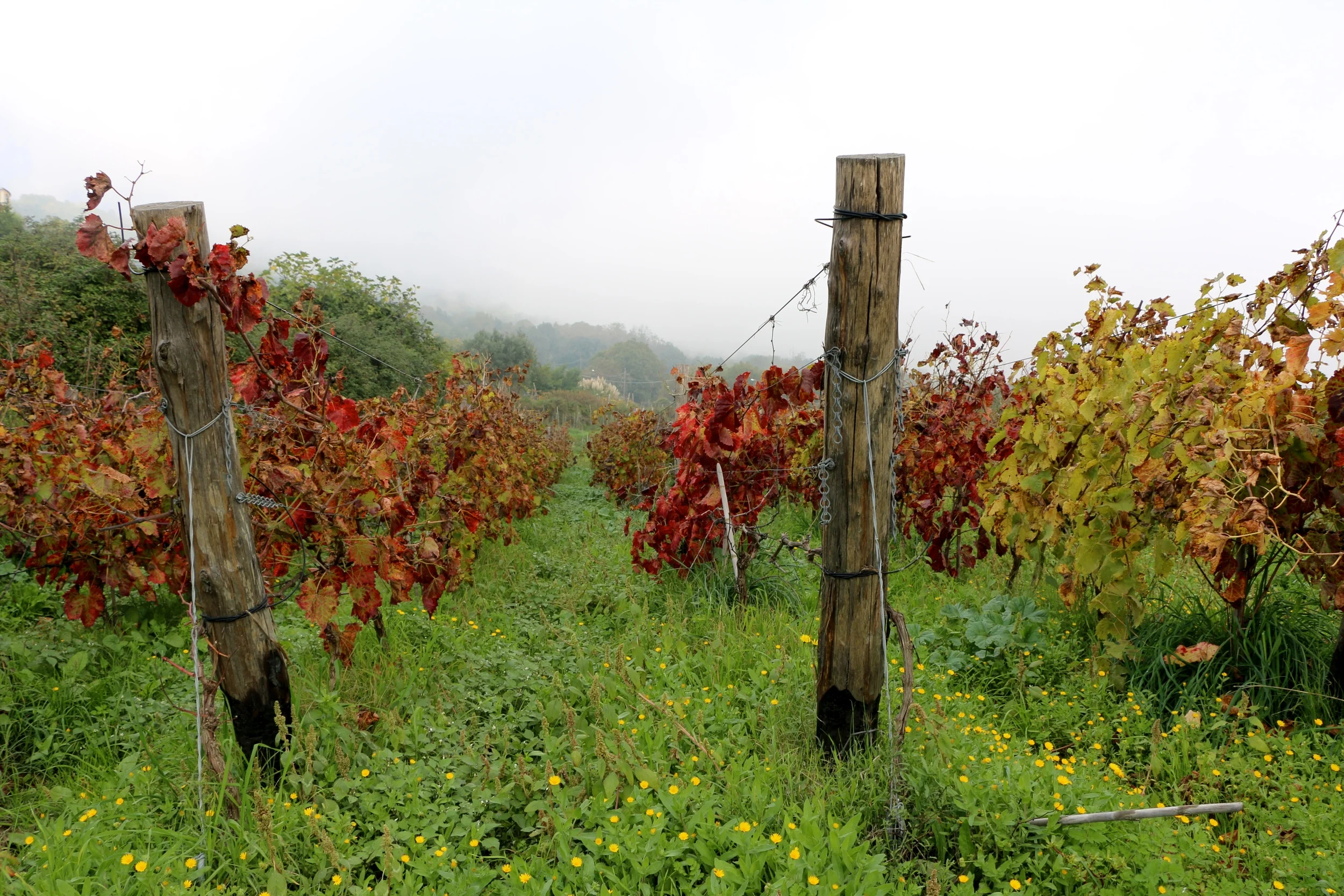 A Vineyard Stroll on Ischia