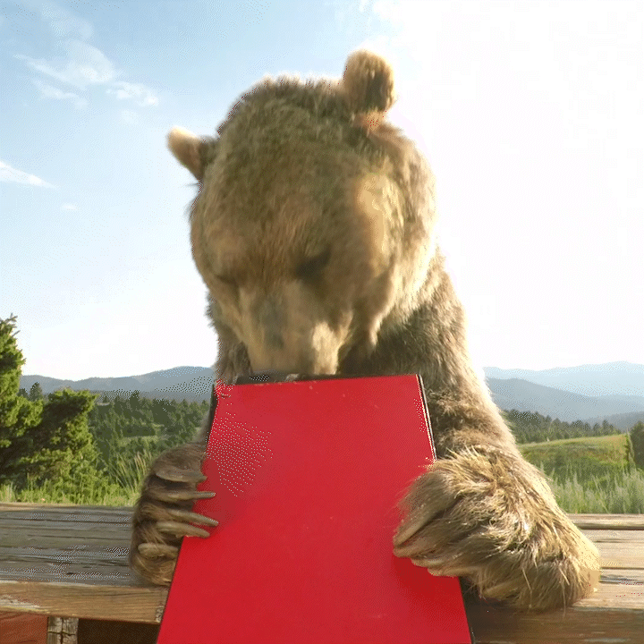 Bear.gif