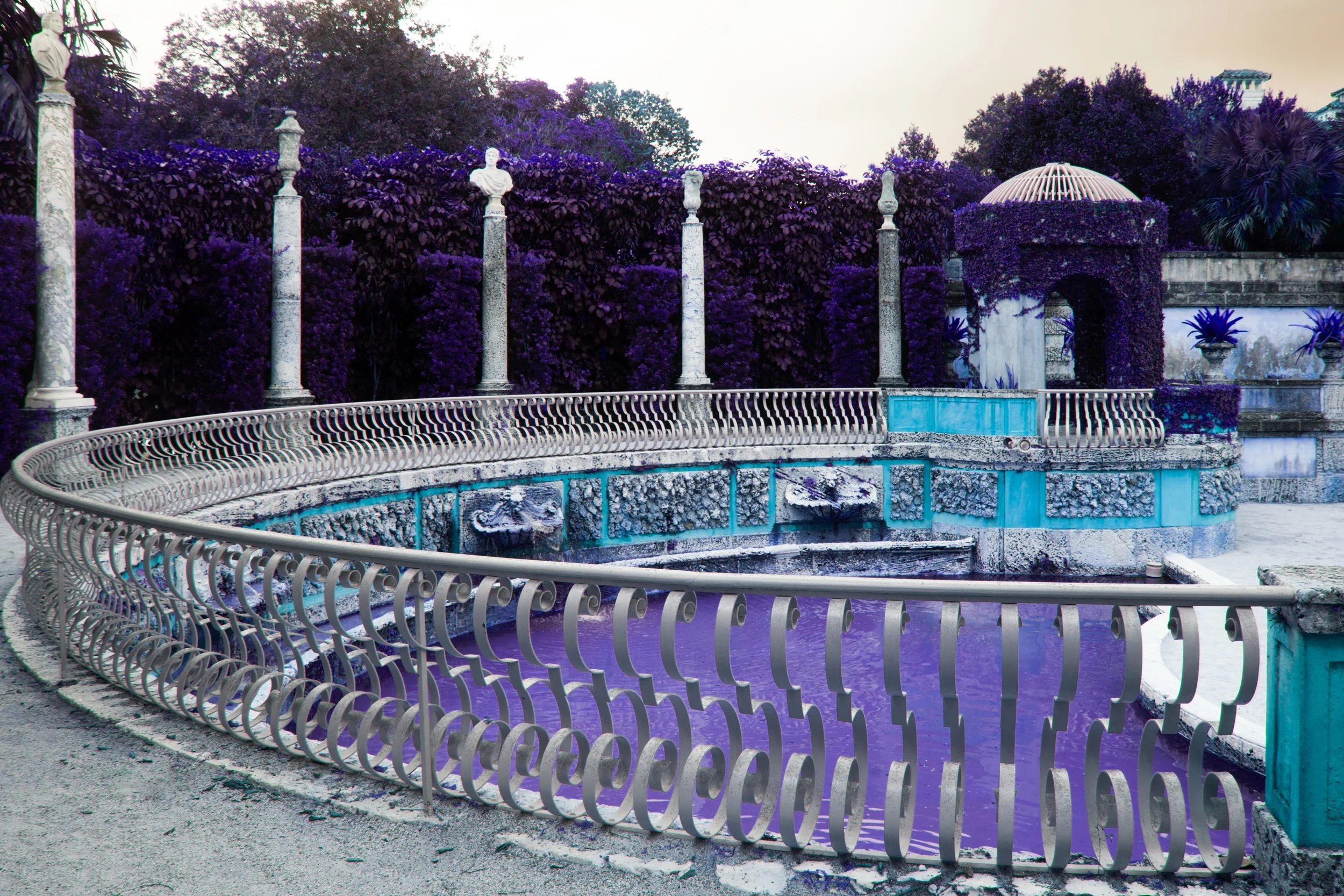Purple.jpg