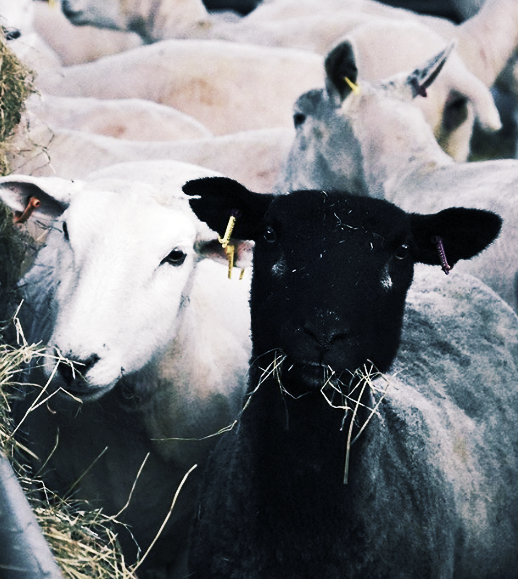 A word on Herd...