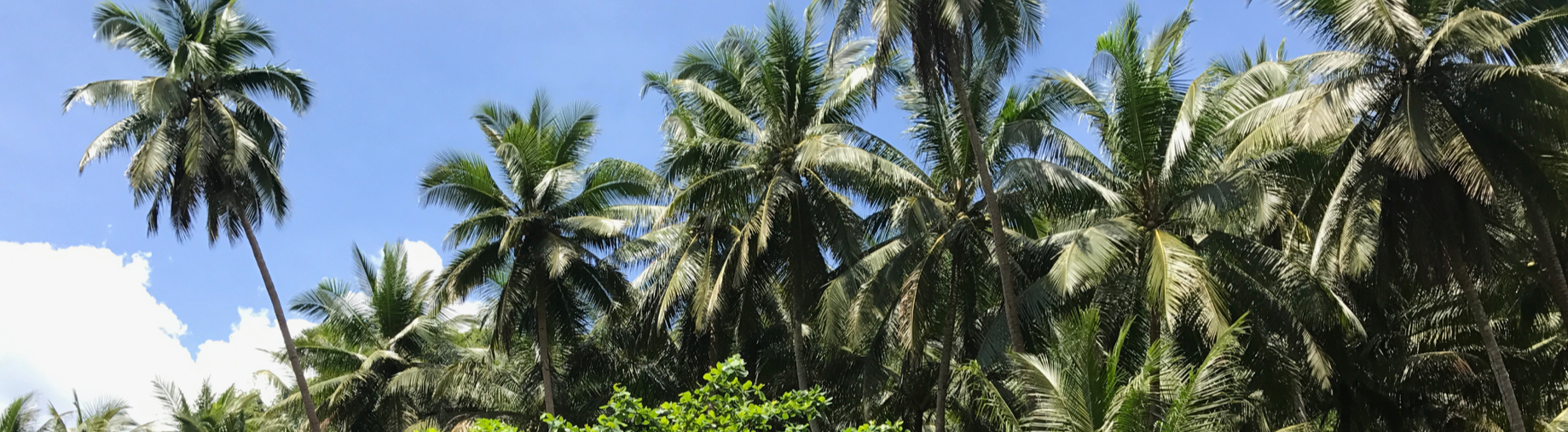 sweeitjoi_palms.png