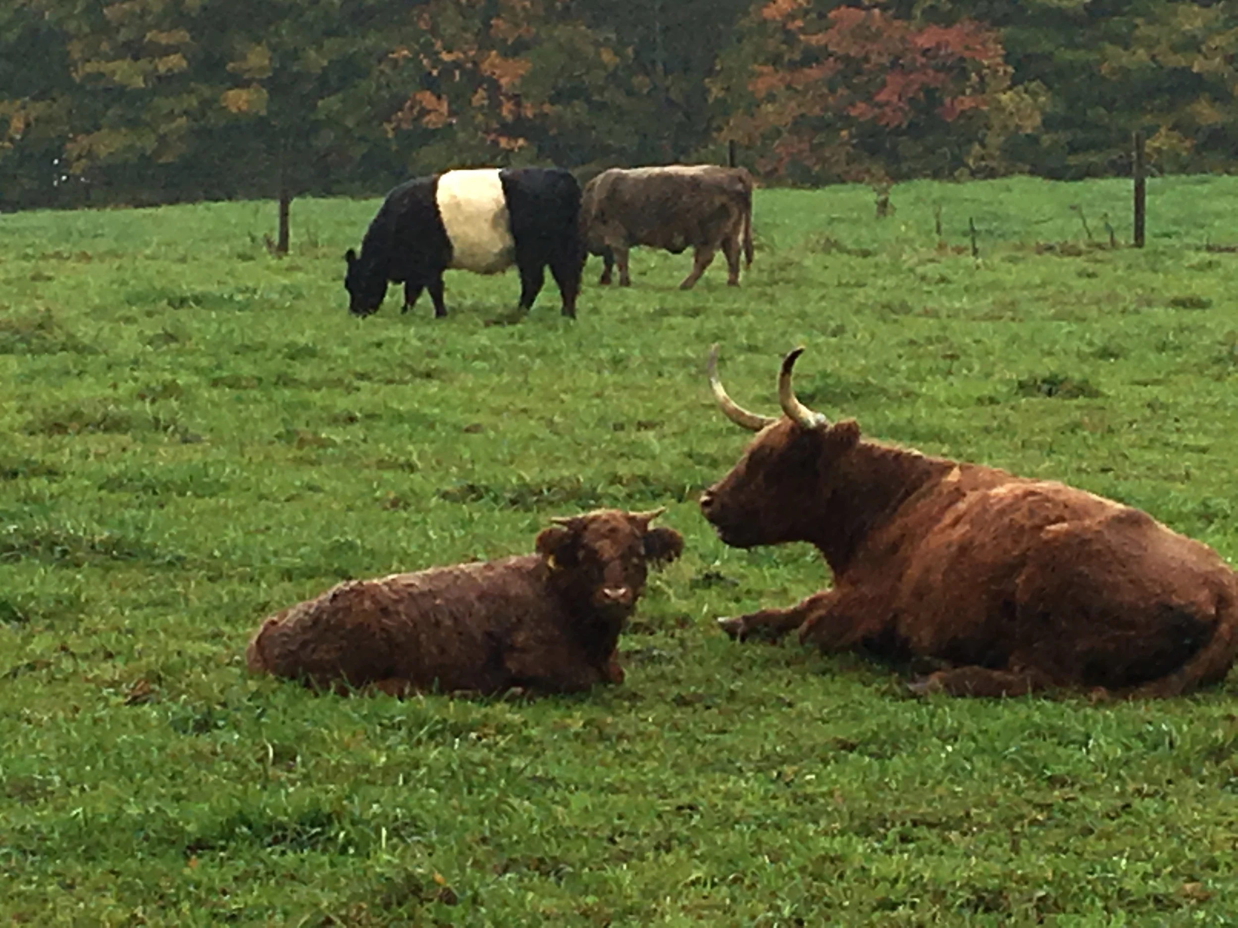 Jake's Country Meats