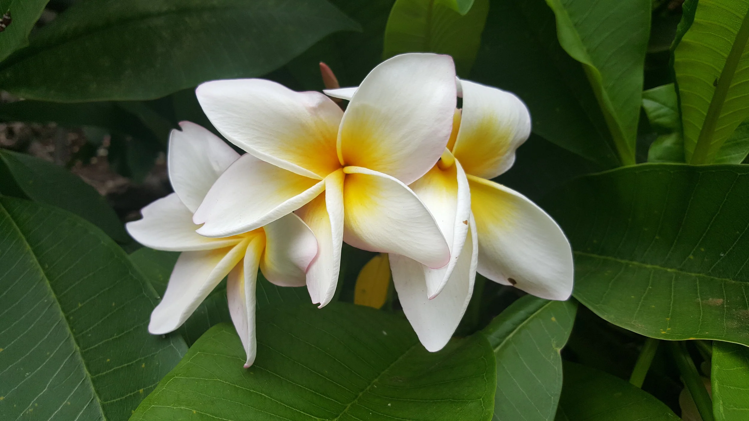 plumaria.jpg