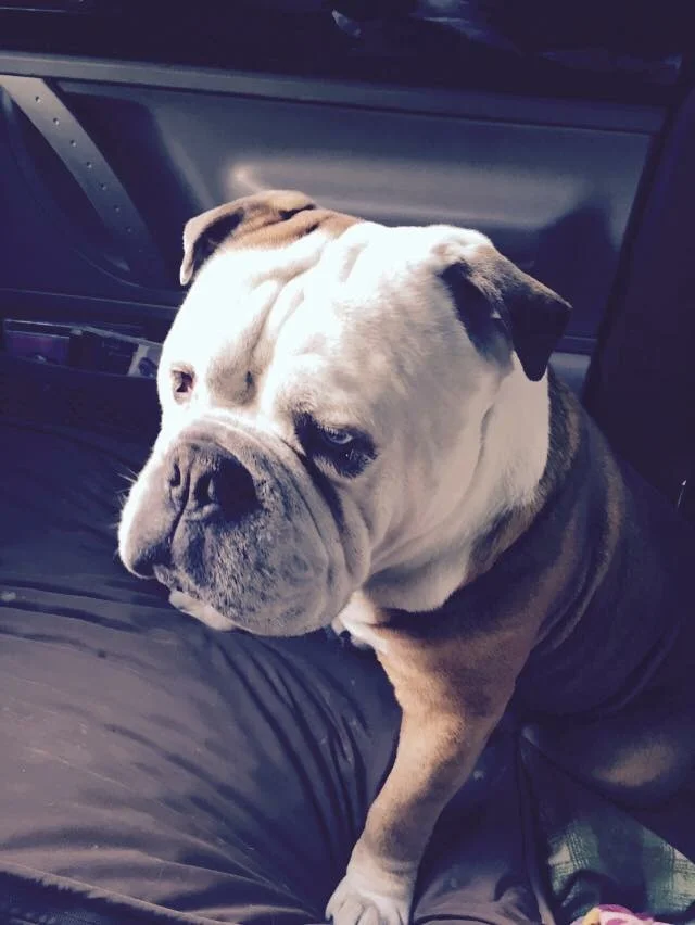 Tank: Riding Shotgun