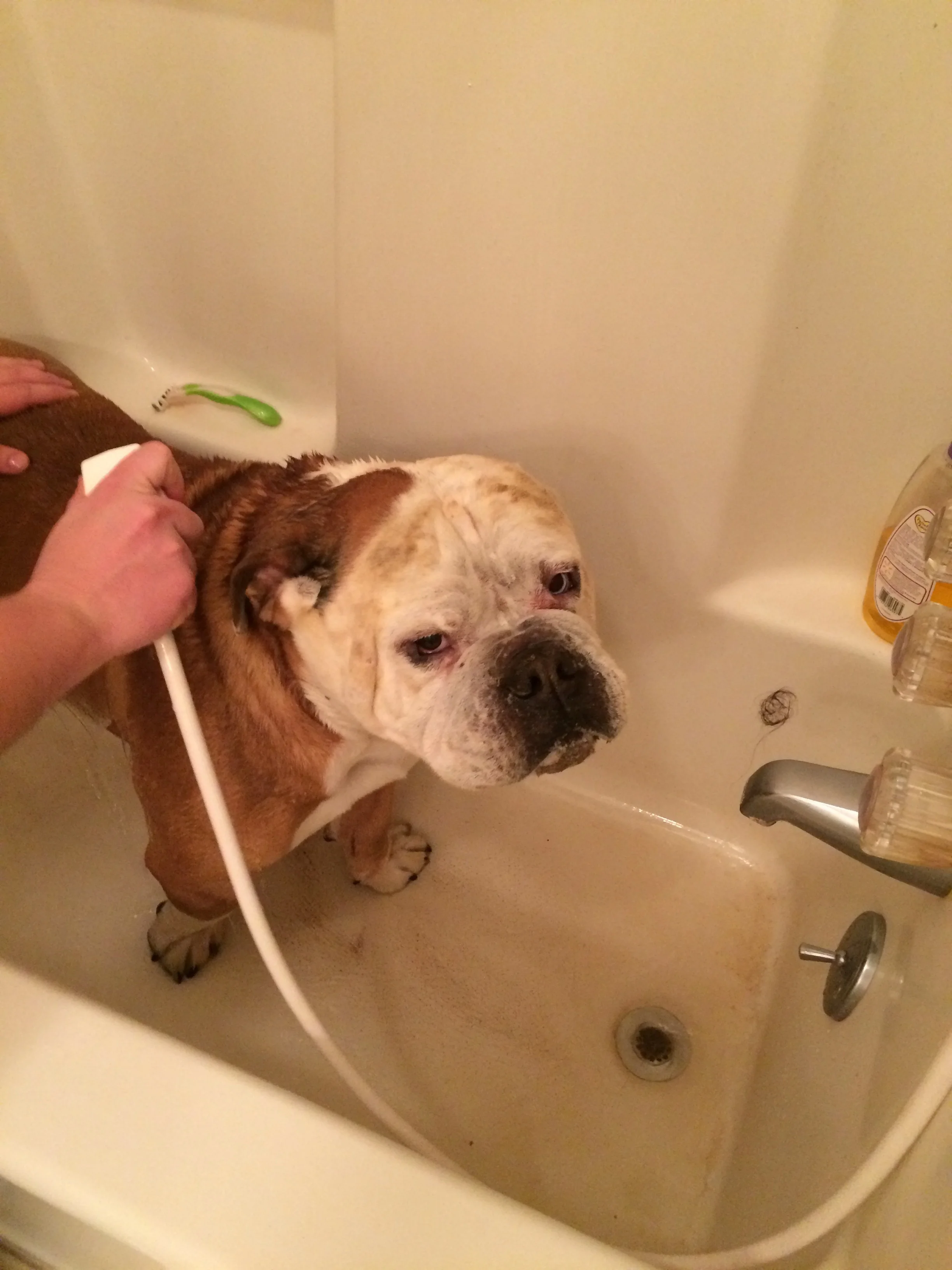 Tank: The man hates baths, but he loves to roll in dead things.
