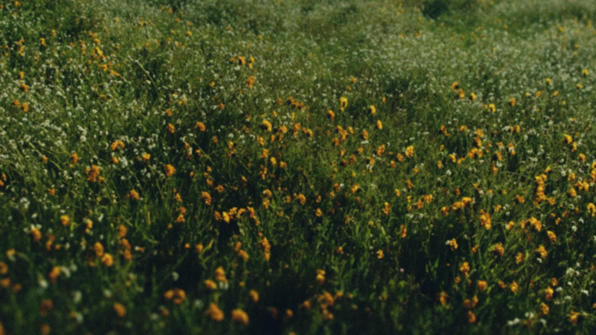 Flower Field - 1080x1920.jpeg