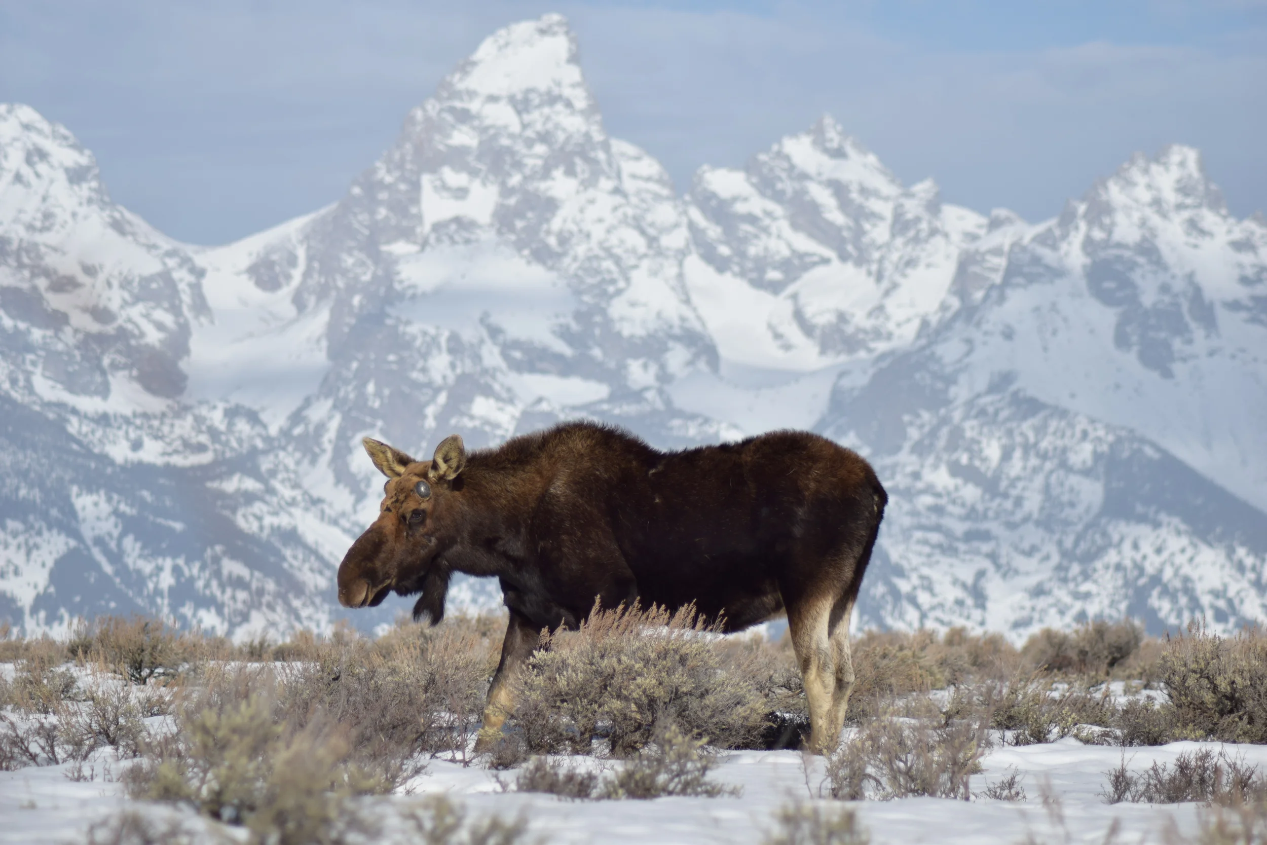 Winter Grand Teton National Park Tours | Wyoming Guide Company