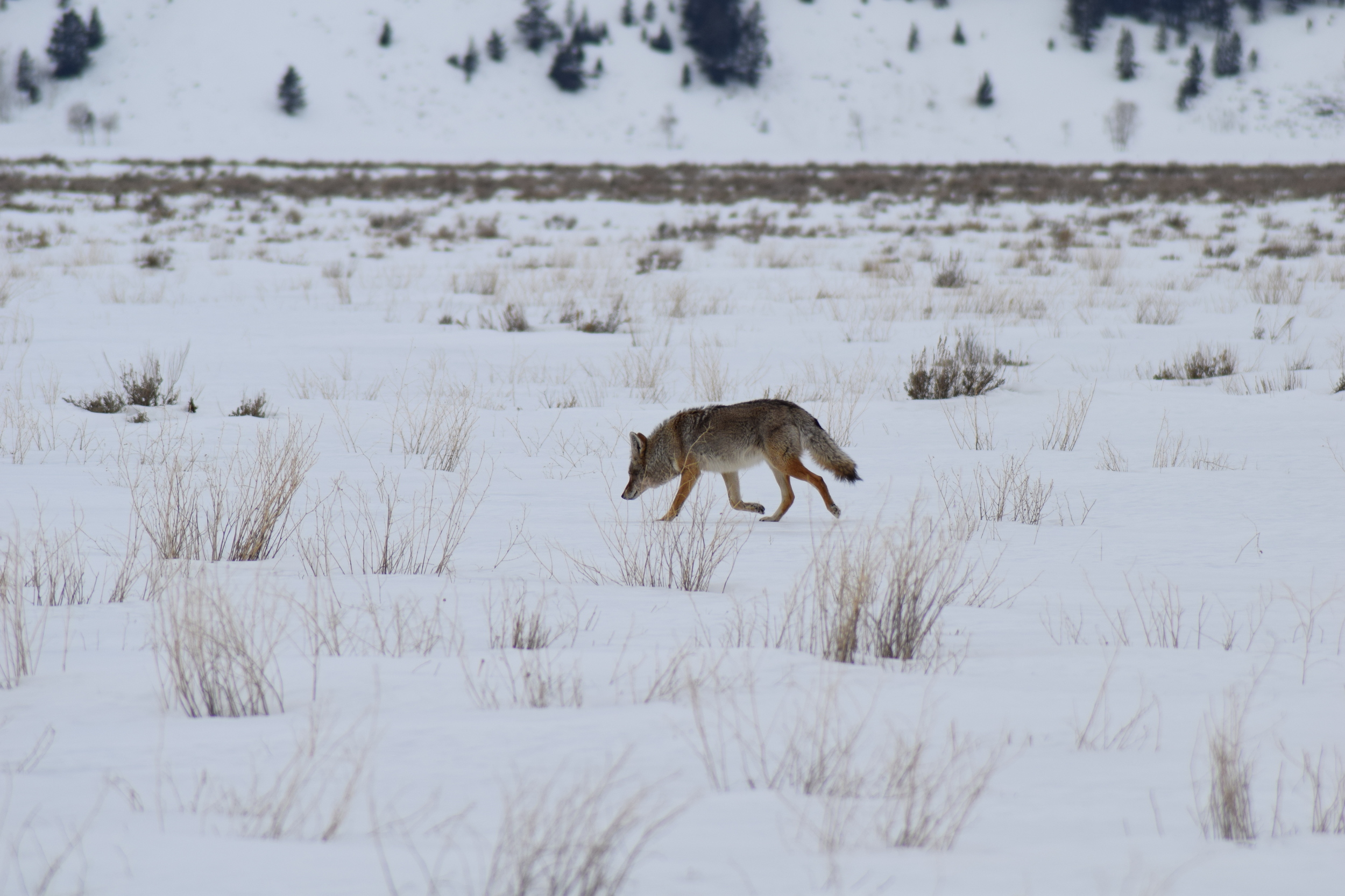 DSC_0410.JPG
