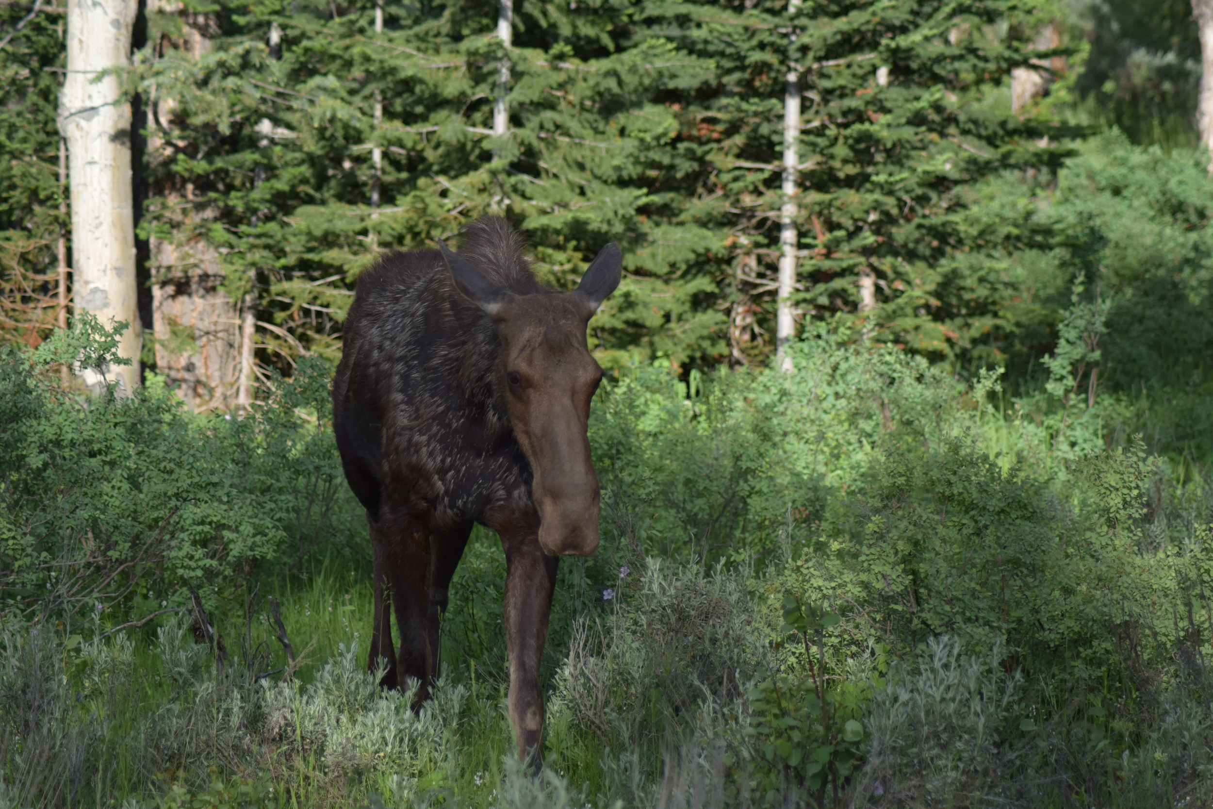 DSC_0676.JPG