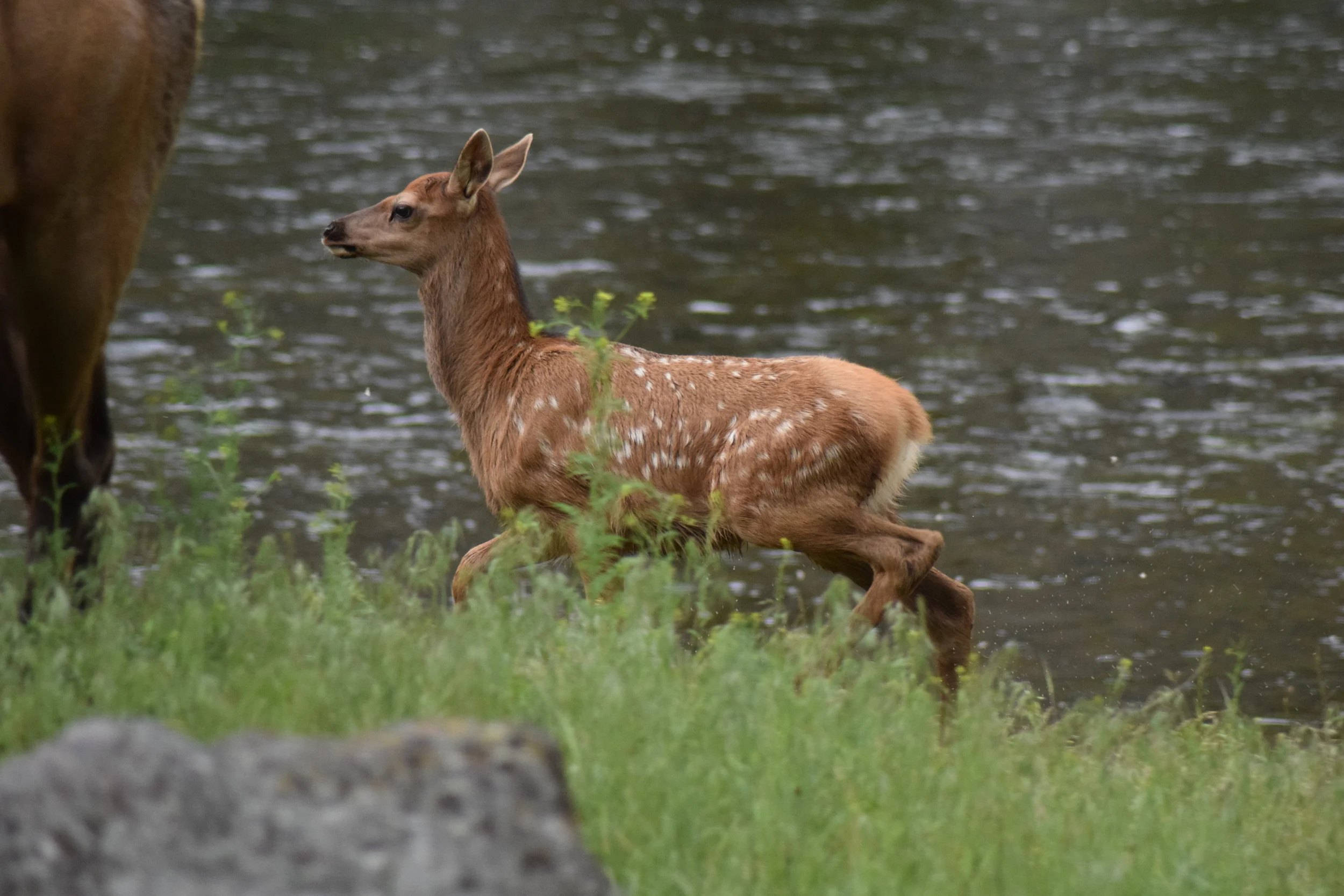 DSC_0528.JPG